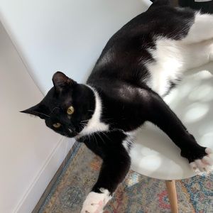 Meet your Posher, Bridget